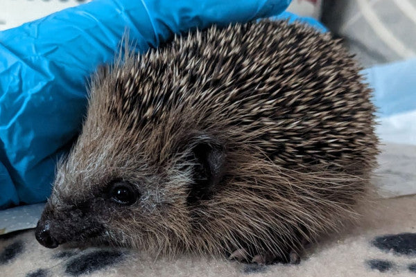 Wildtier-Rettung - Hunters World