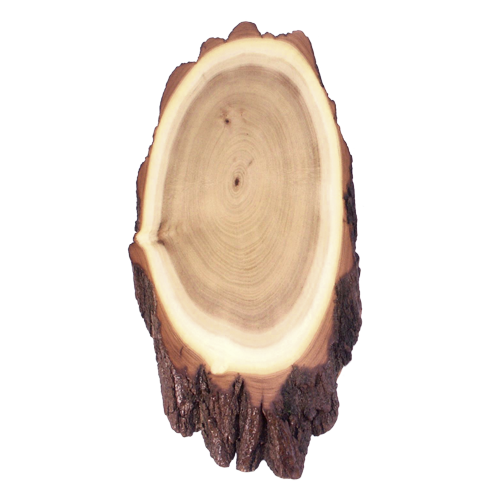 Akazienschilder für Hirschtrophäen, 40x18