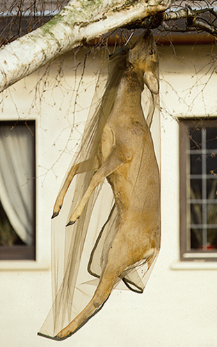 Fliegenschutznetze, aus kräftigem Gazestoff, Reh 170x110cm