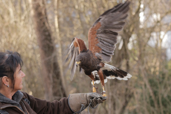 Falken-Wanderung - Hunters World 