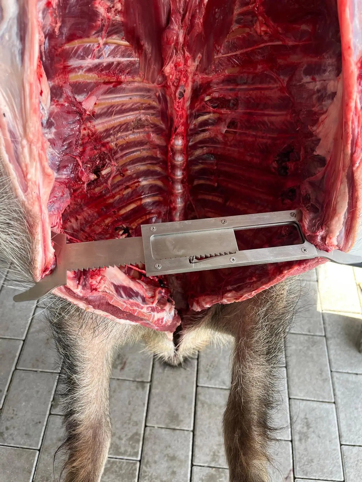 Wildspreizer - Hunters World 